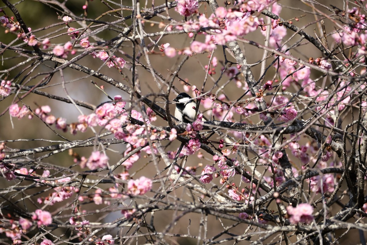 Asian Tit (Japanese) - ML541076681