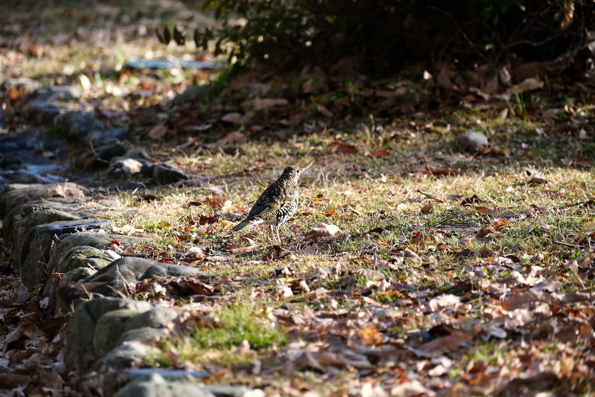 White's Thrush - ML541076691