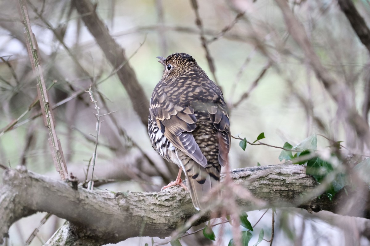White's Thrush - ML541076701