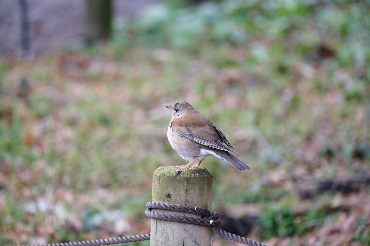 Pale Thrush - ML541076711