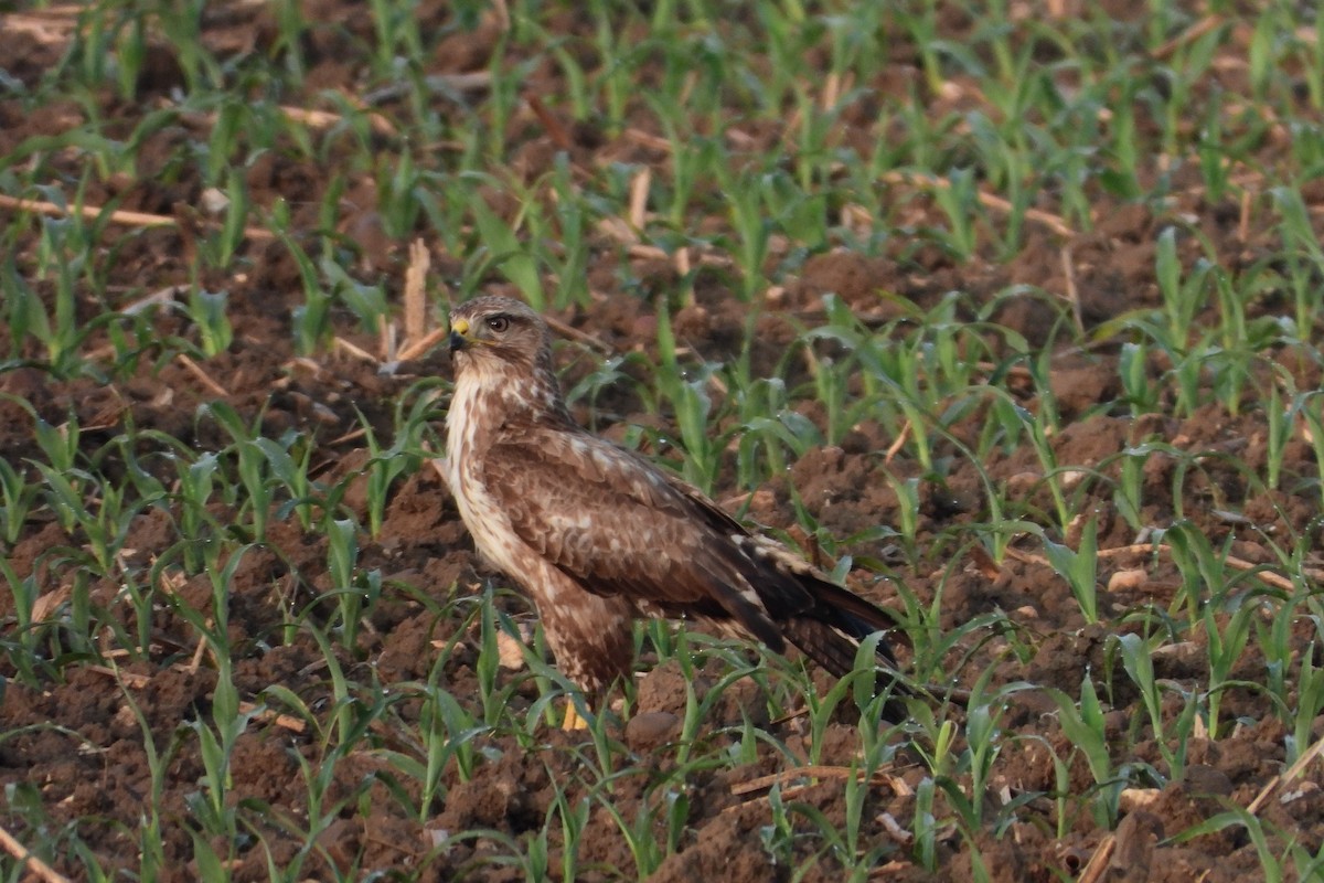 Common Buzzard - ML541076721