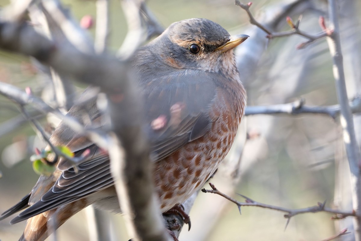 Naumann's Thrush - ML541076741