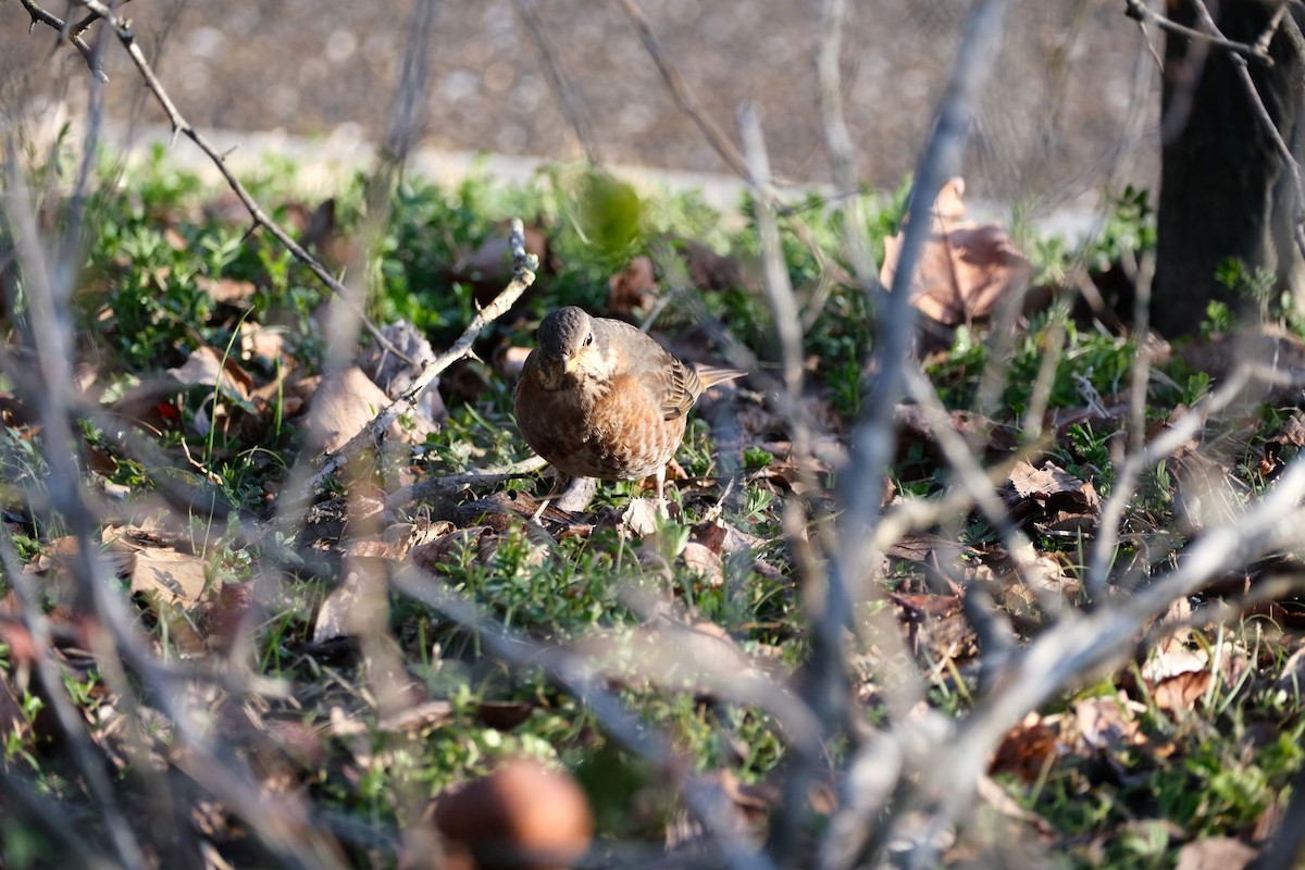 Naumann's Thrush - ML541076751