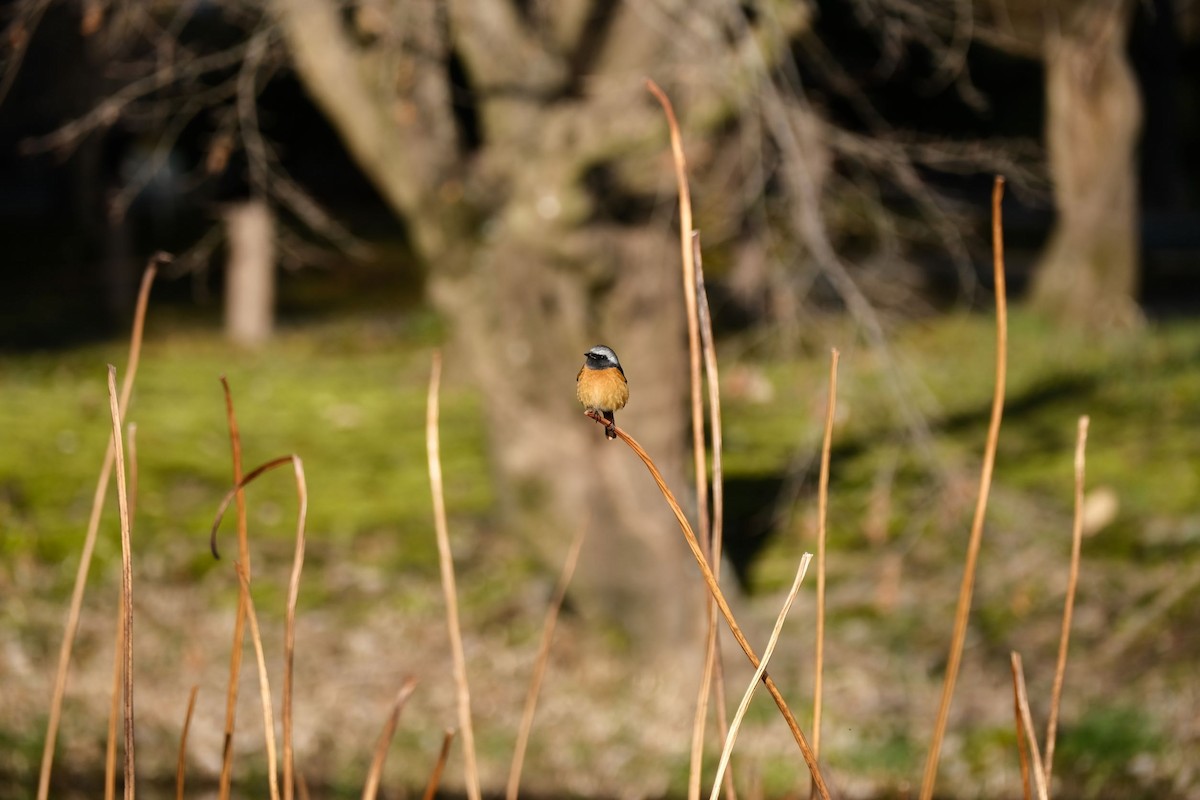 Daurian Redstart - ML541076761