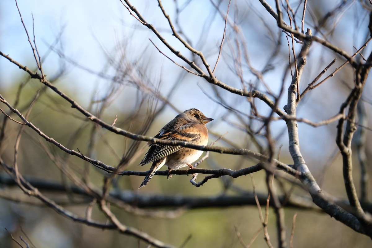 Brambling - ML541076791