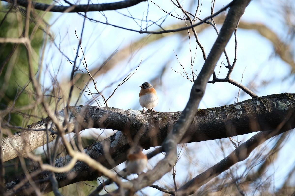 Brambling - ML541076801