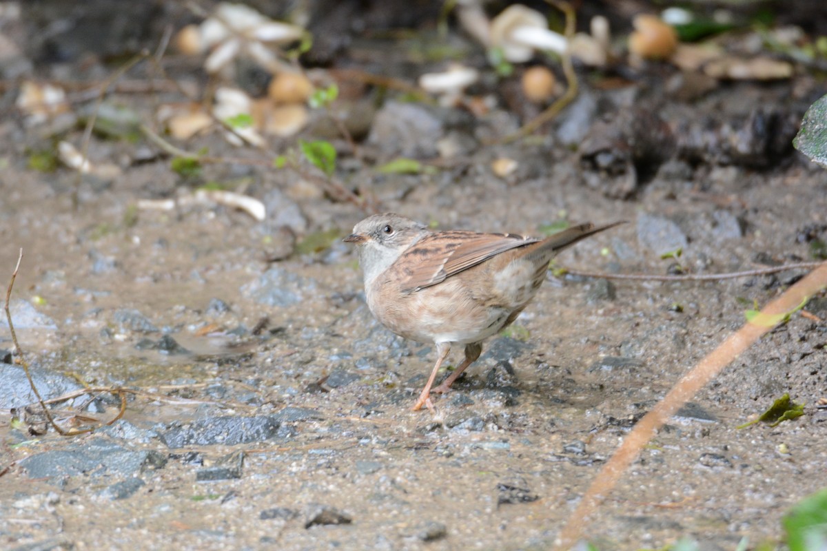 Dunnock - ML54107681