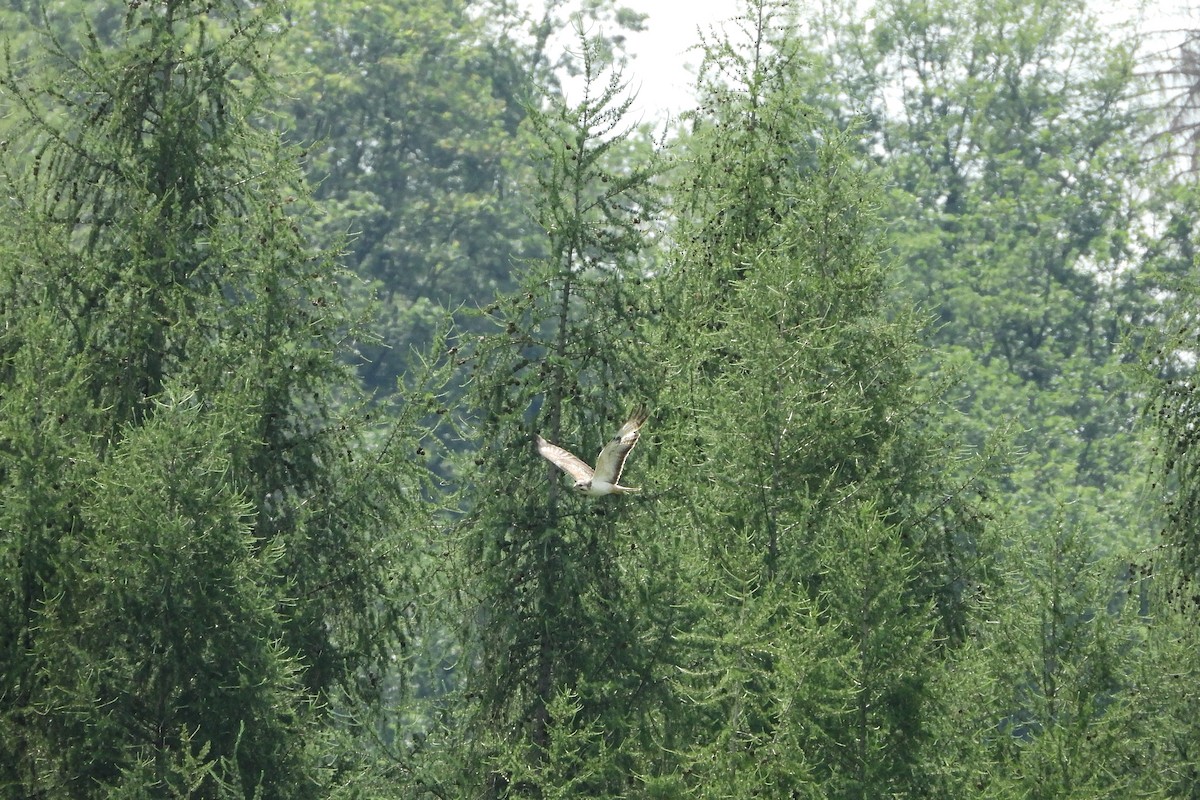 Common Buzzard - ML541076811