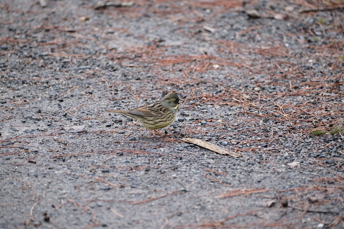 Masked Bunting - ML541076831