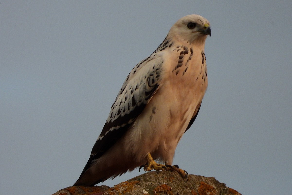 Common Buzzard - ML541076841