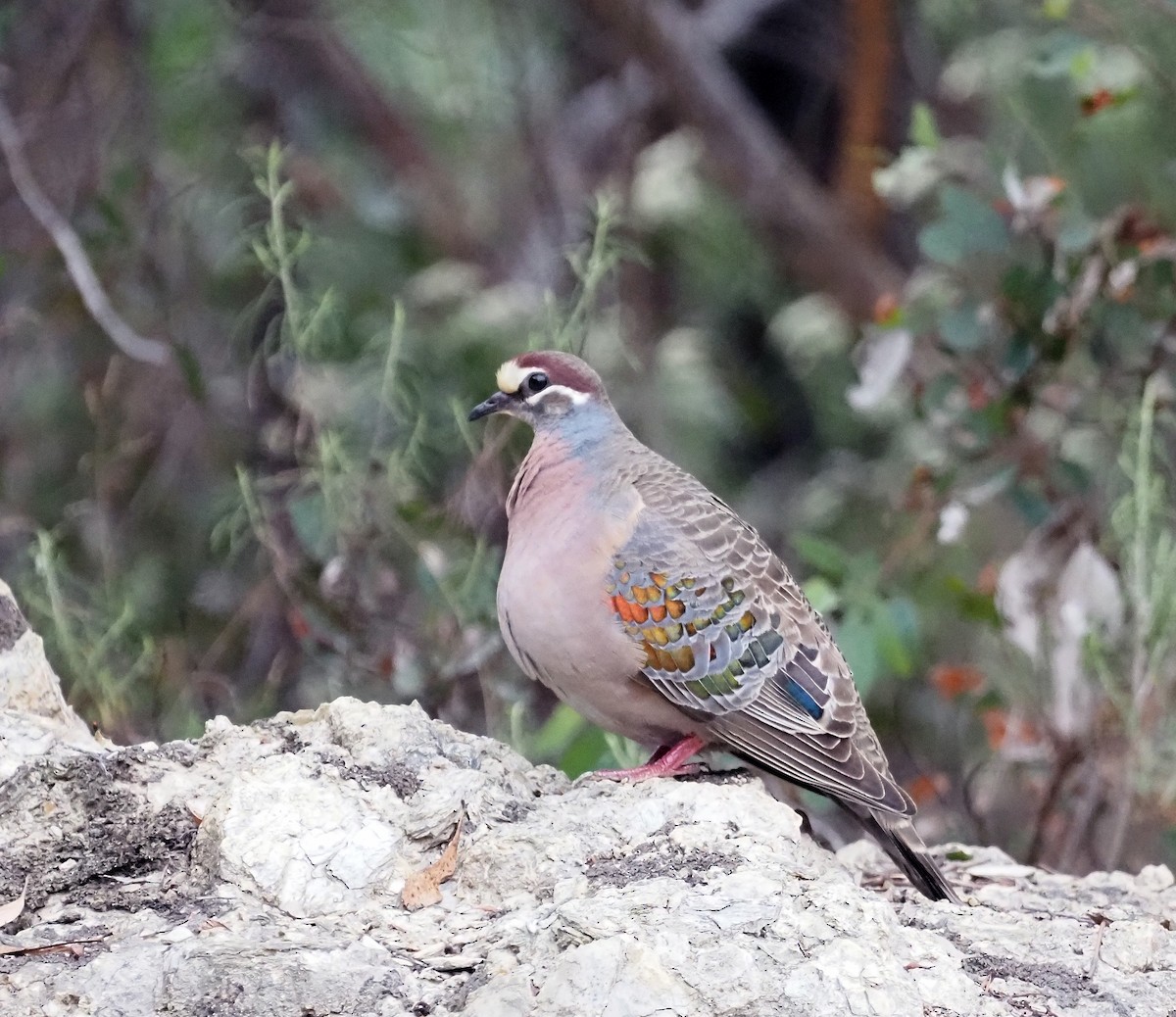 Common Bronzewing - ML541077381