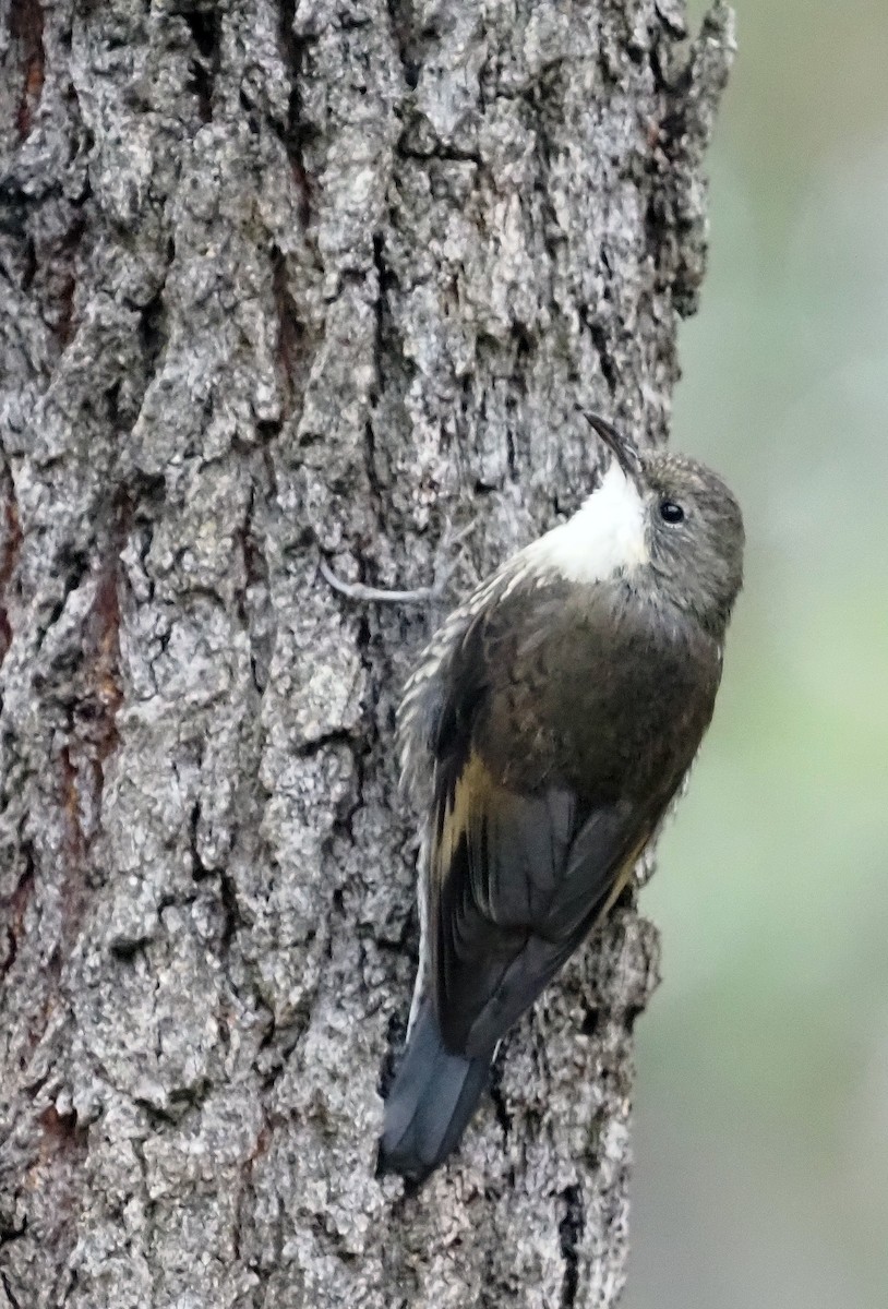 White-throated Treecreeper - ML541077421