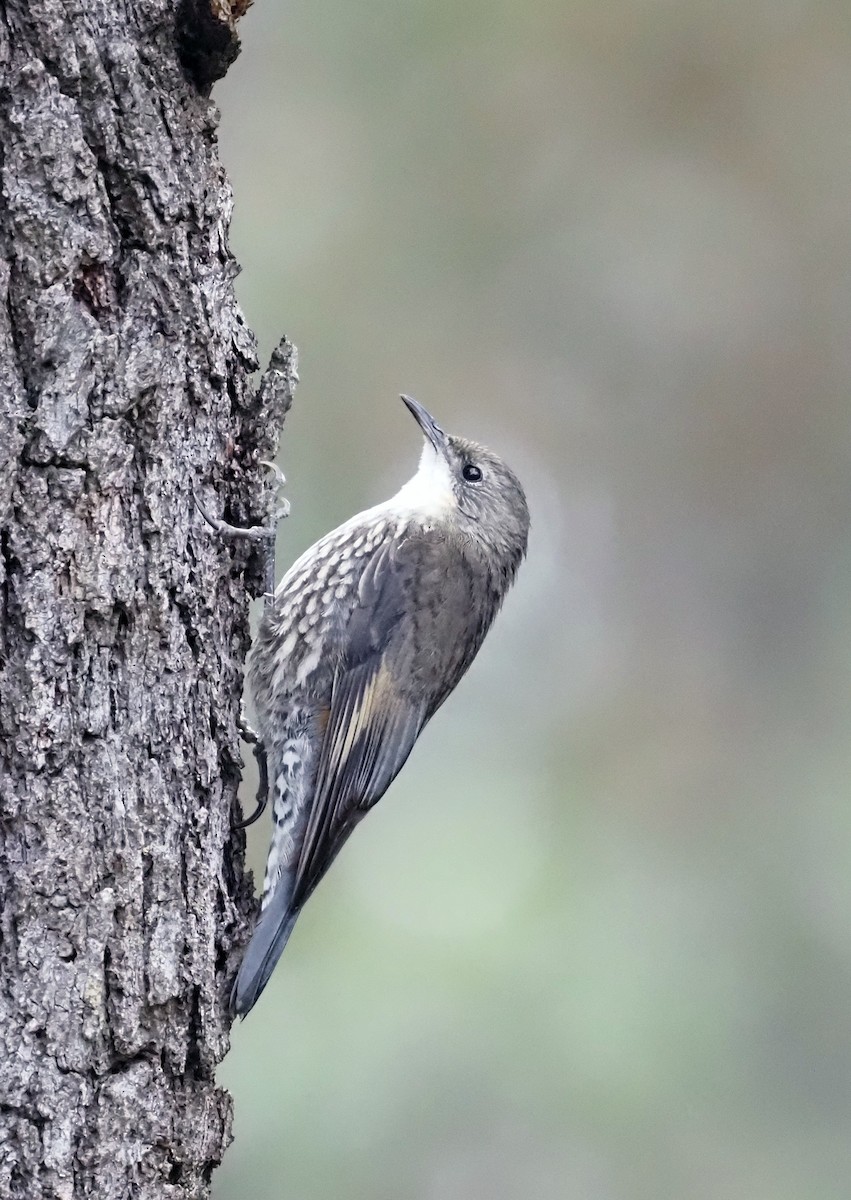White-throated Treecreeper - ML541077471