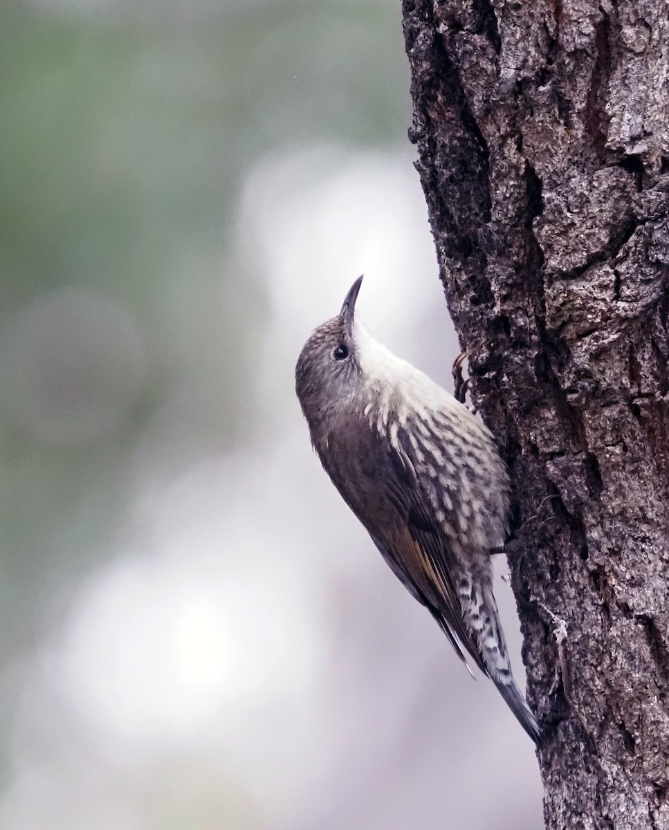 White-throated Treecreeper - ML541077481