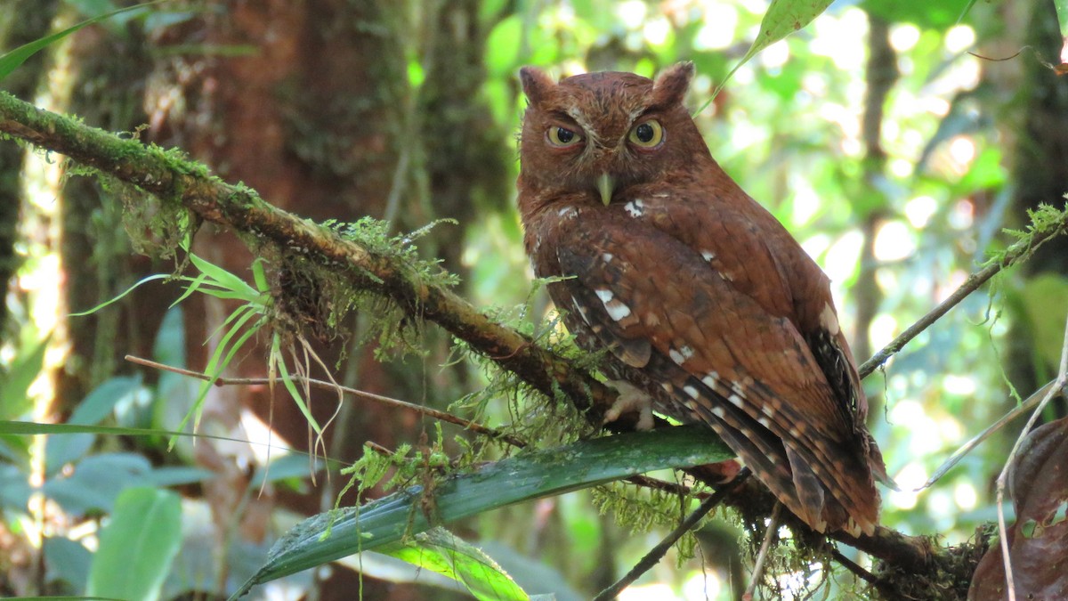 Choco Screech-Owl - Tim Forrester