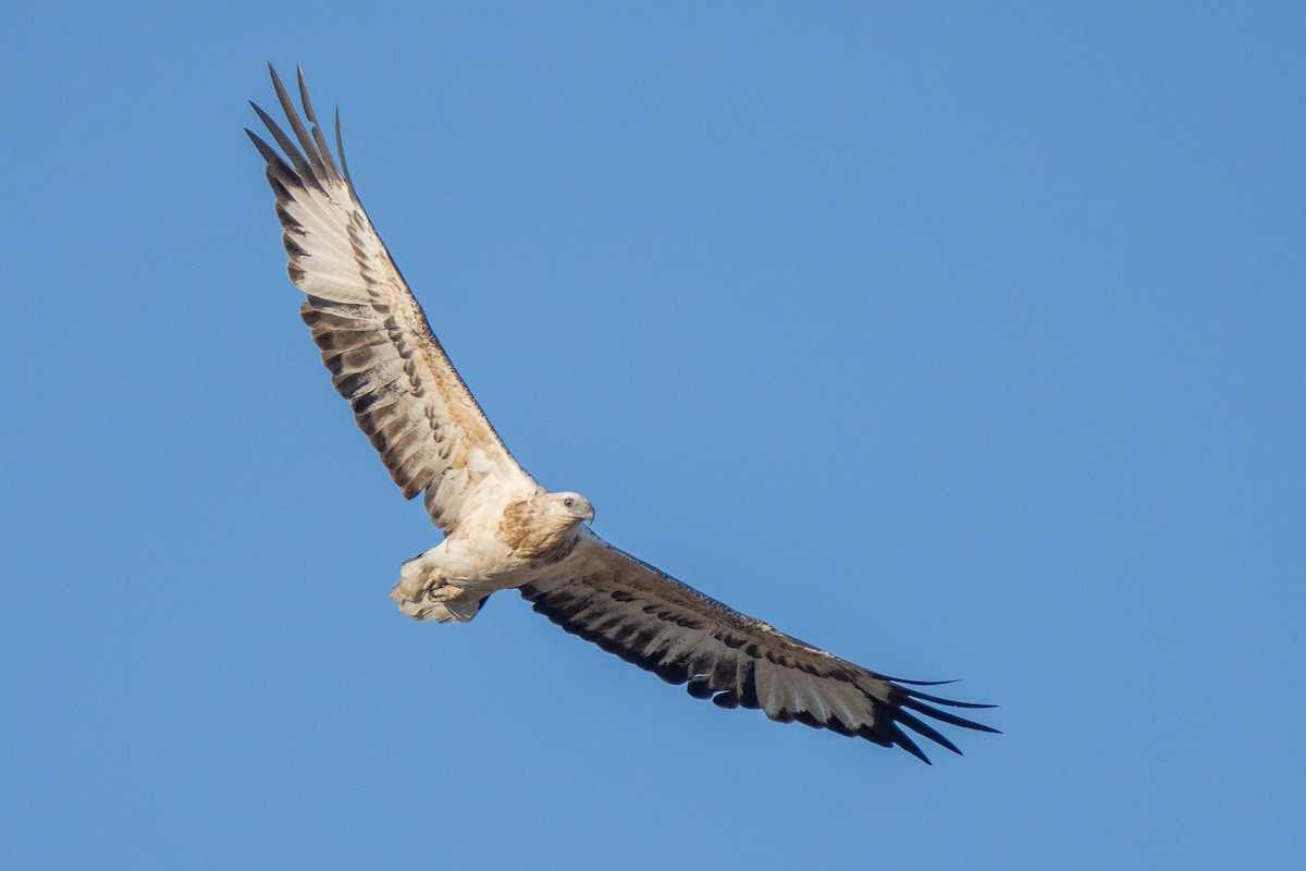 White-bellied Sea-Eagle - ML541078661