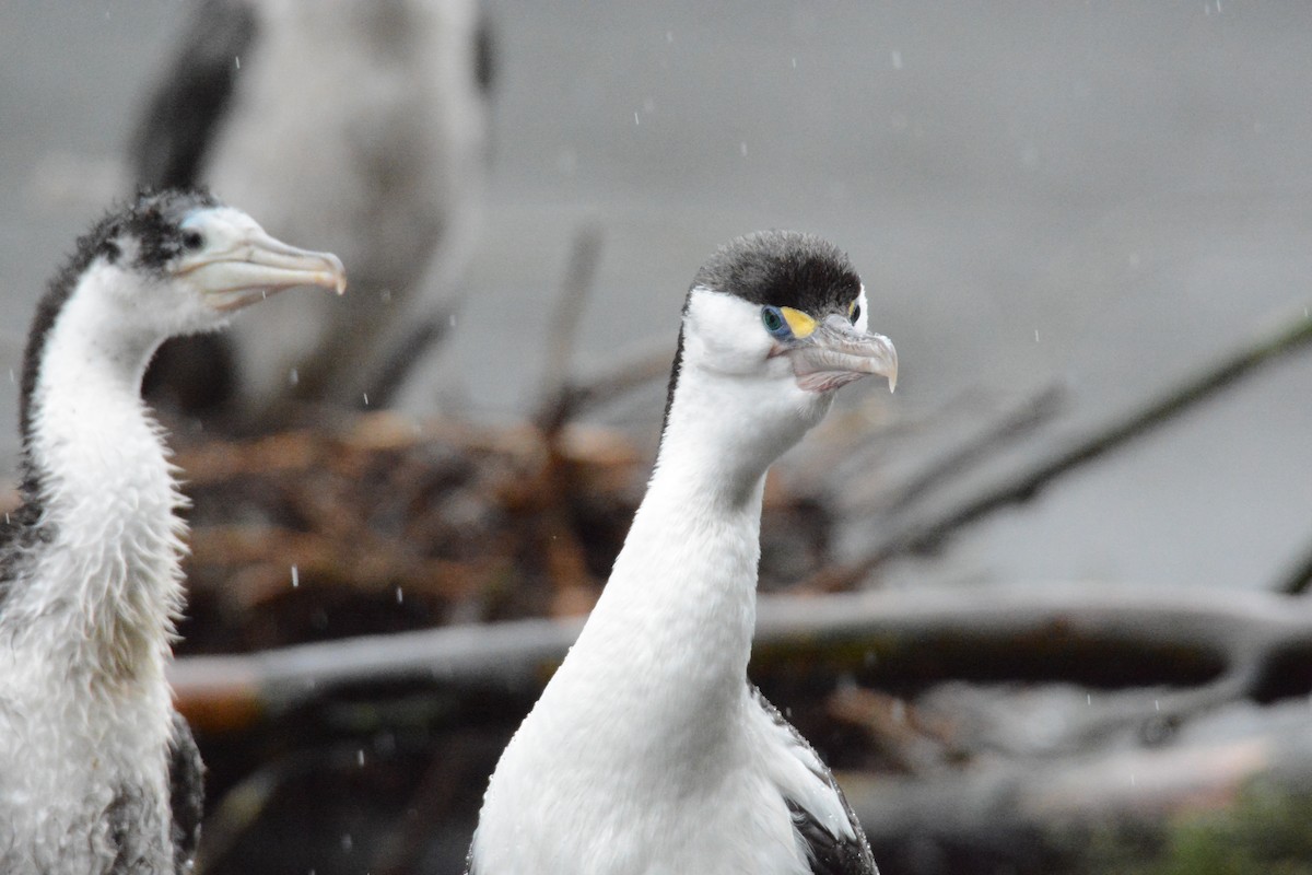 Pied Cormorant - ML54107871