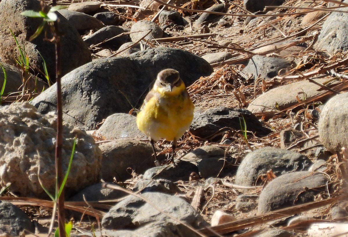 Eastern Yellow Wagtail - Ignacio Barrionuevo