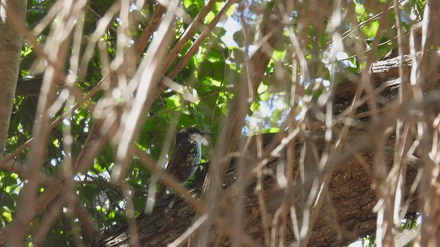 White-throated Treerunner - ML541080801