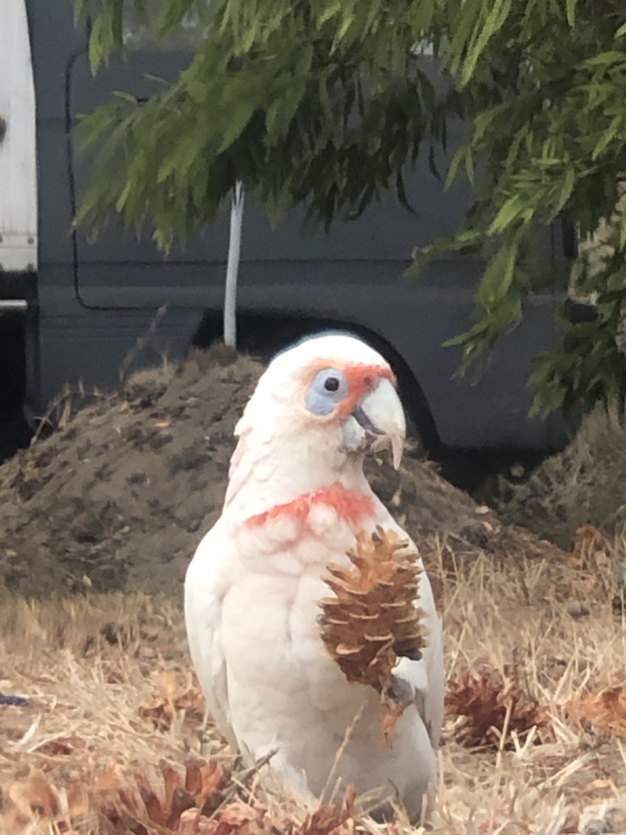 Long-billed Corella - ML541080951