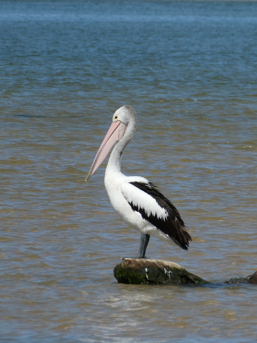 pelikán australský - ML541080991