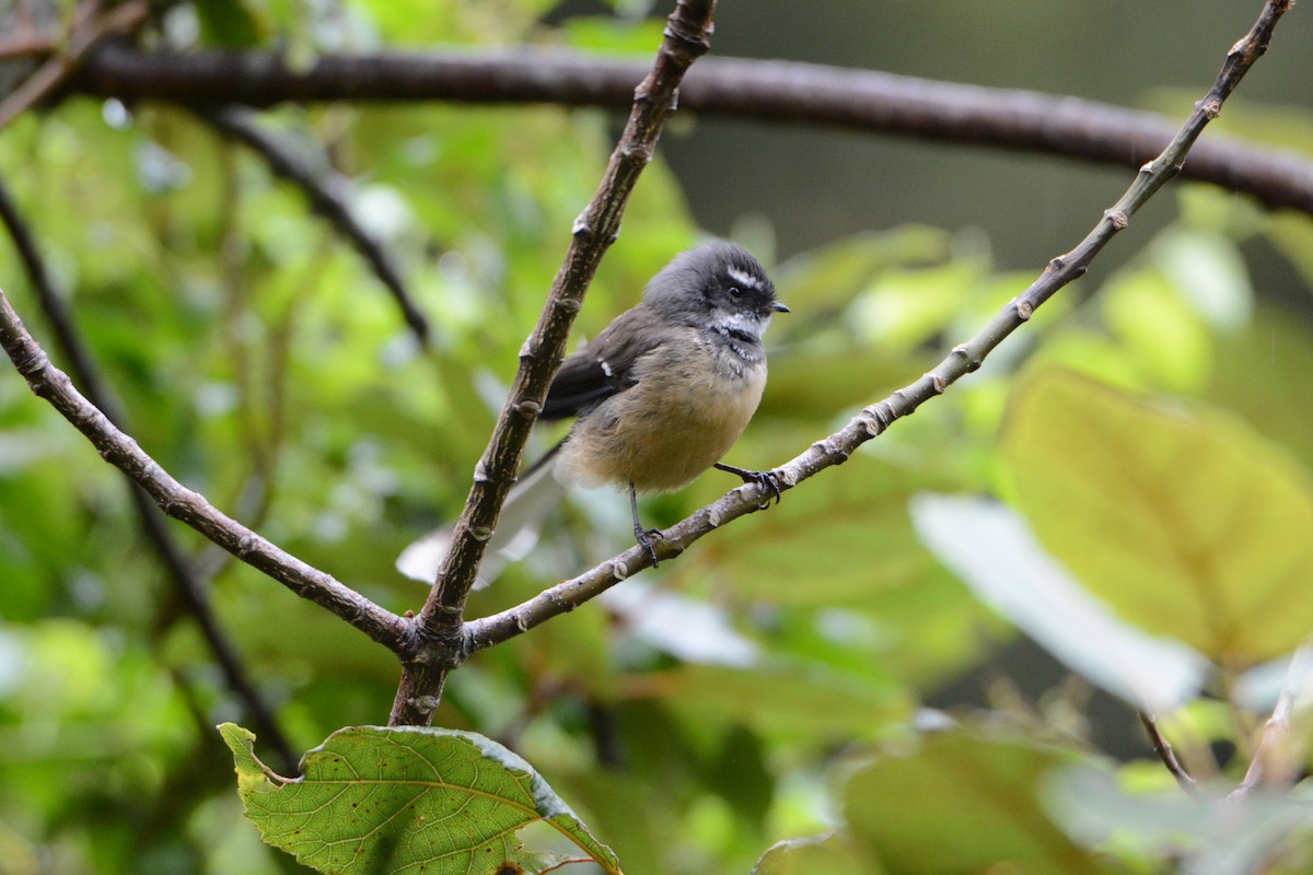 New Zealand Fantail - ML54108161