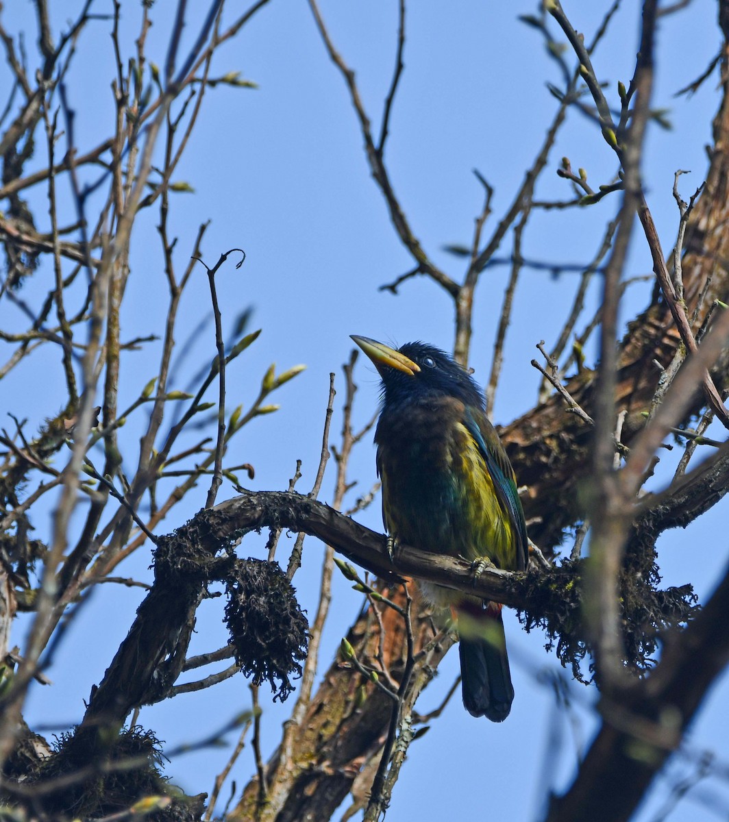 Great Barbet - ML541081911