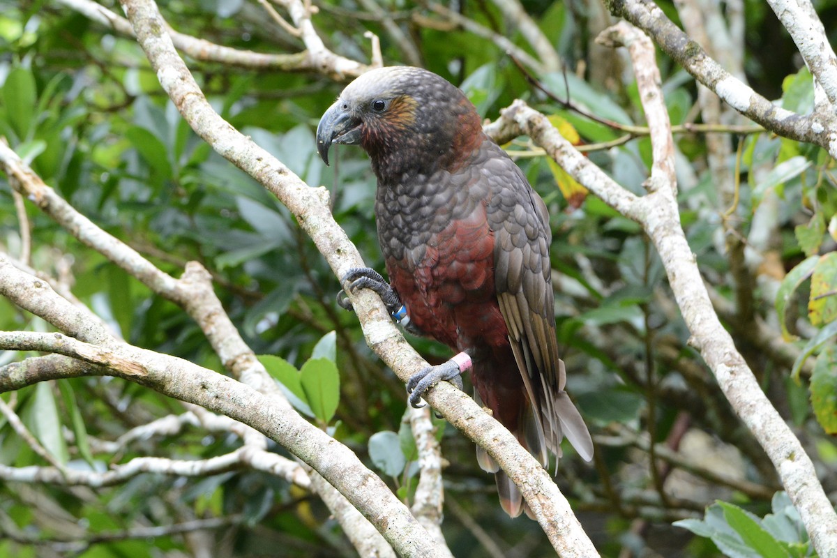 New Zealand Kaka - ML54108271