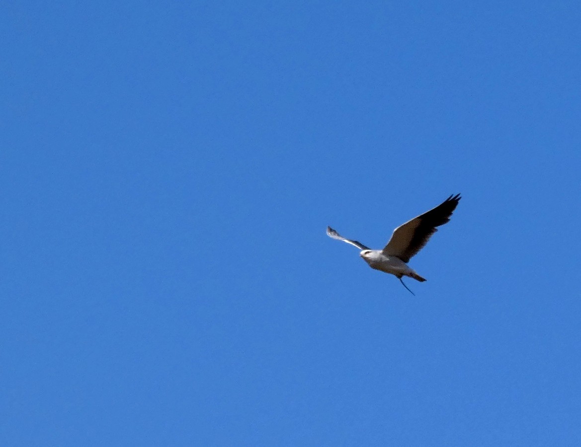 Black-winged Kite - ML541083191