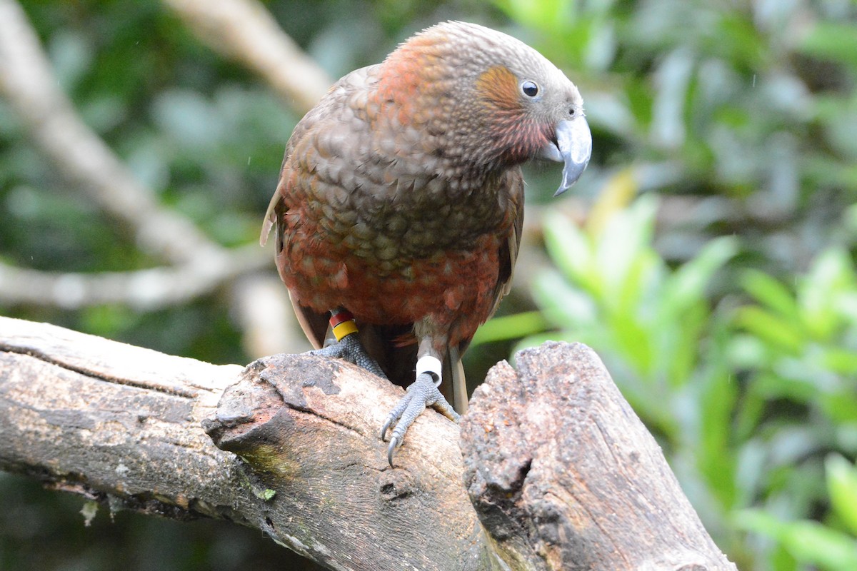 New Zealand Kaka - ML54108371