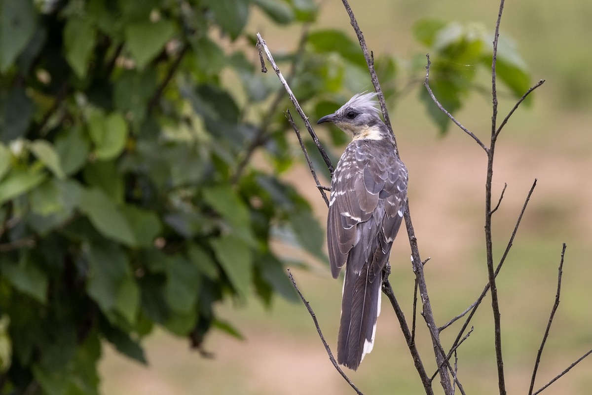Great Spotted Cuckoo - ML541084501