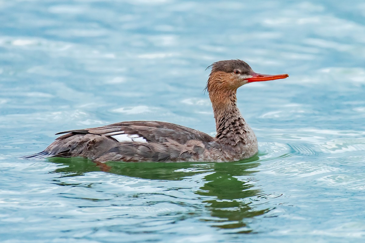 ウミアイサ - ML541084541