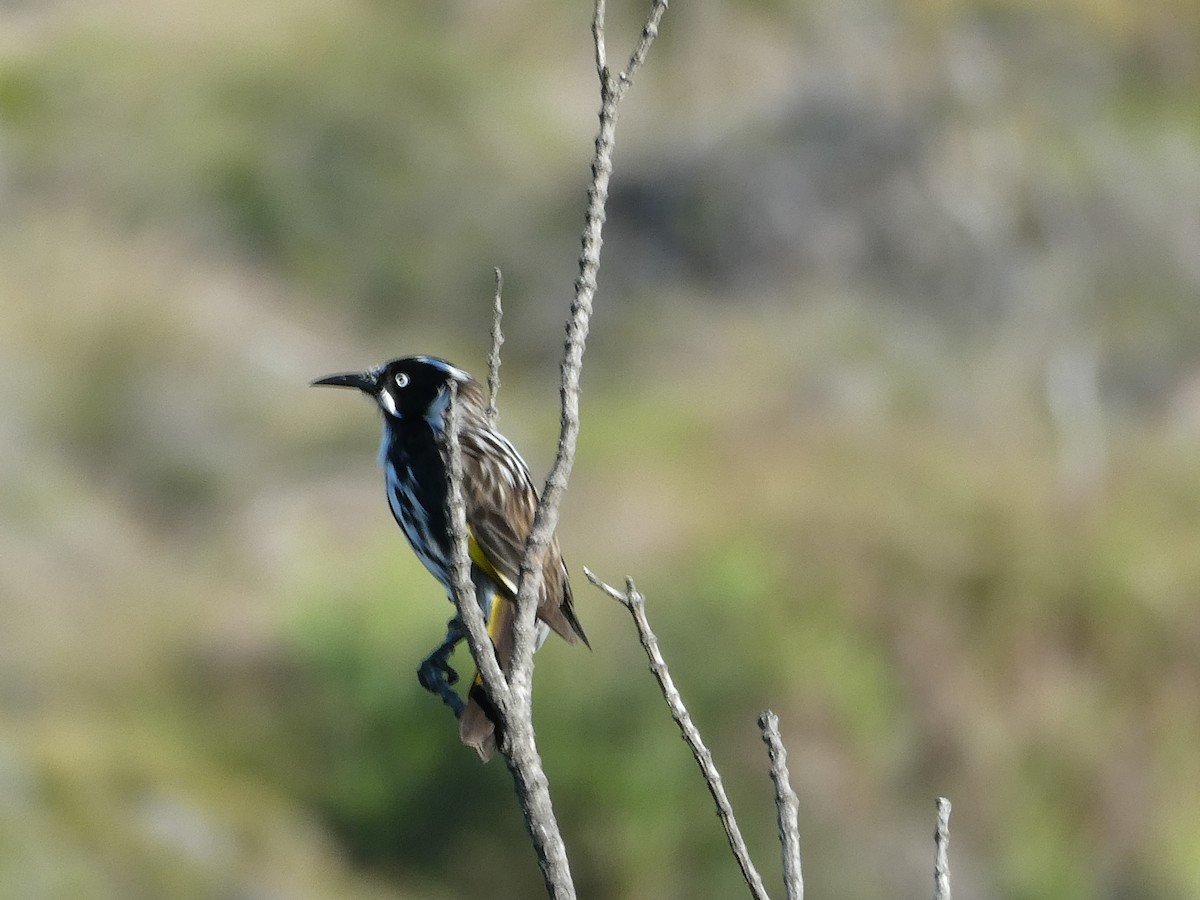 White-cheeked Honeyeater - ML541084971