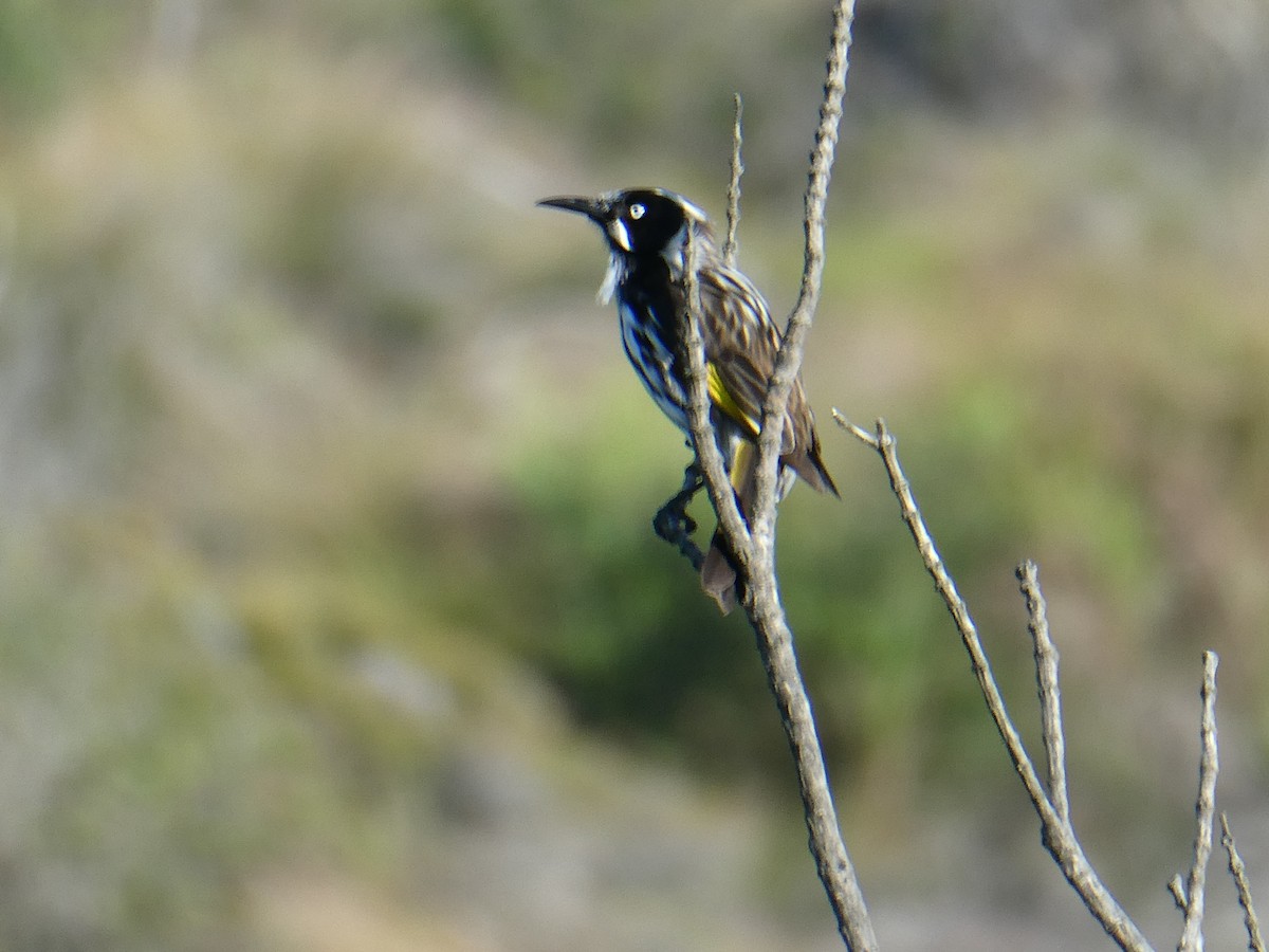 White-cheeked Honeyeater - ML541084981