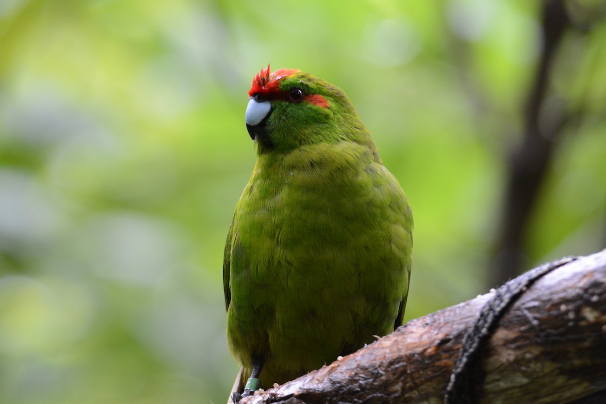 Red-crowned Parakeet - ML54108501