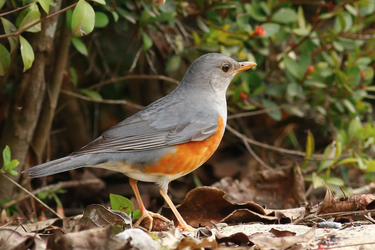 Gray-backed Thrush - u7 Liao