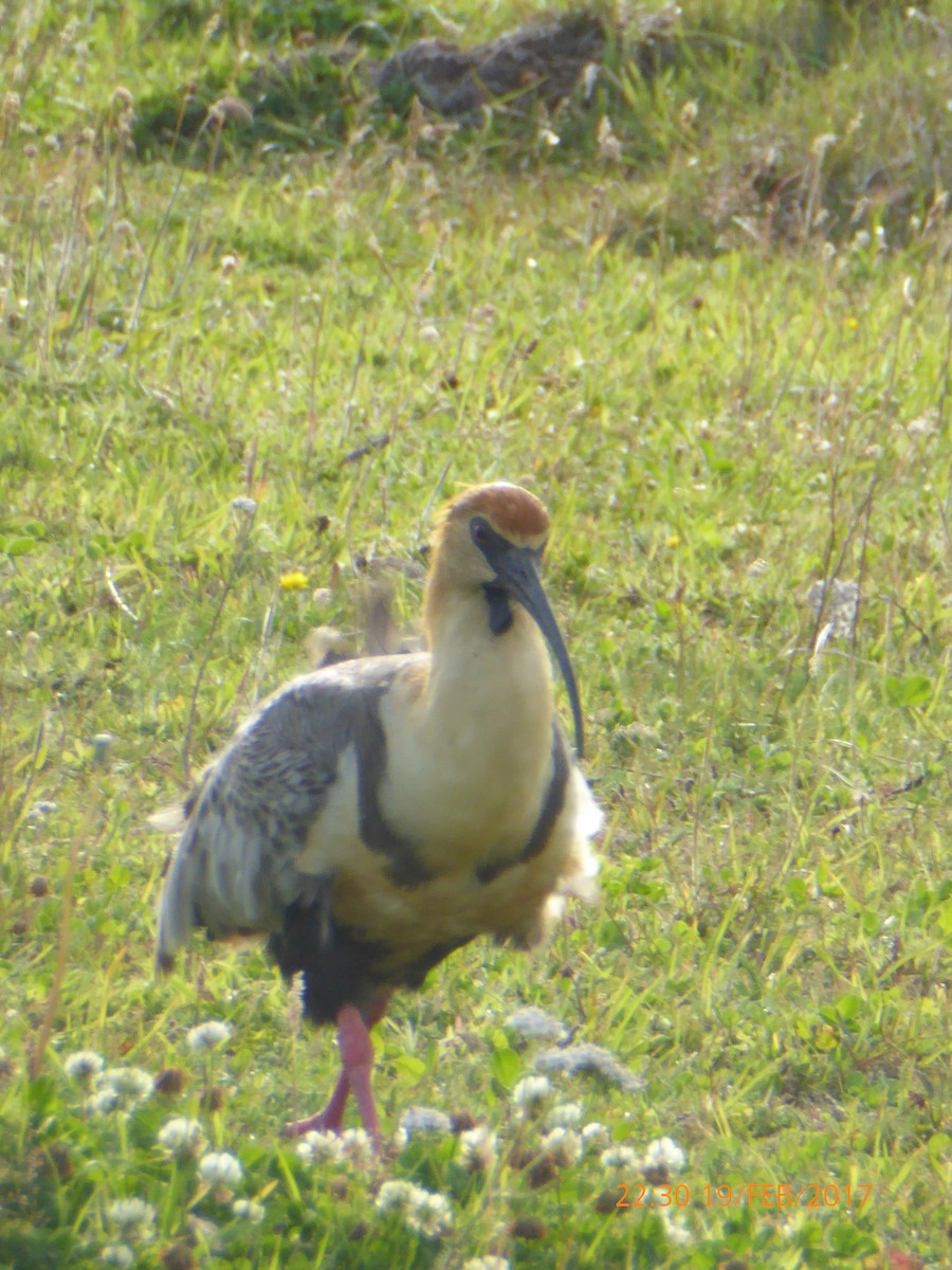 Black-faced Ibis - ML54108631