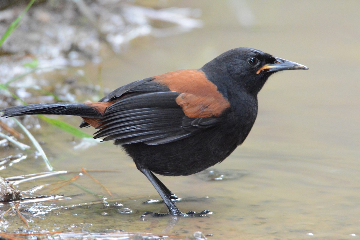 North Island Saddleback - ML54108671