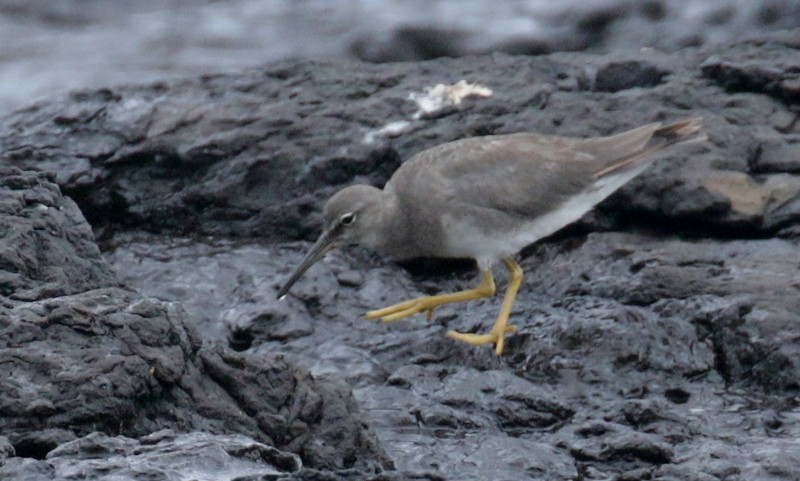 Wanderwasserläufer - ML541086891