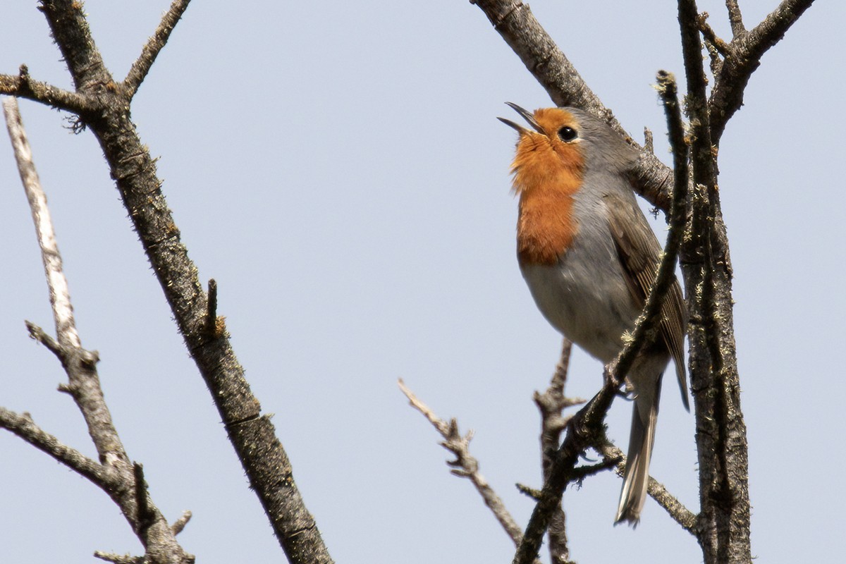 European Robin - ML541087031