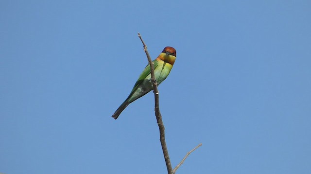 Chestnut-headed Bee-eater - ML541087061