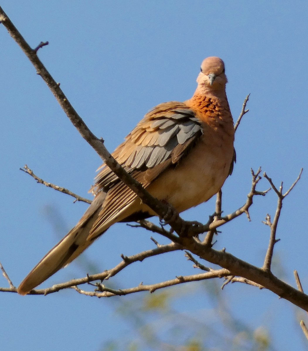 Laughing Dove - ML541087111