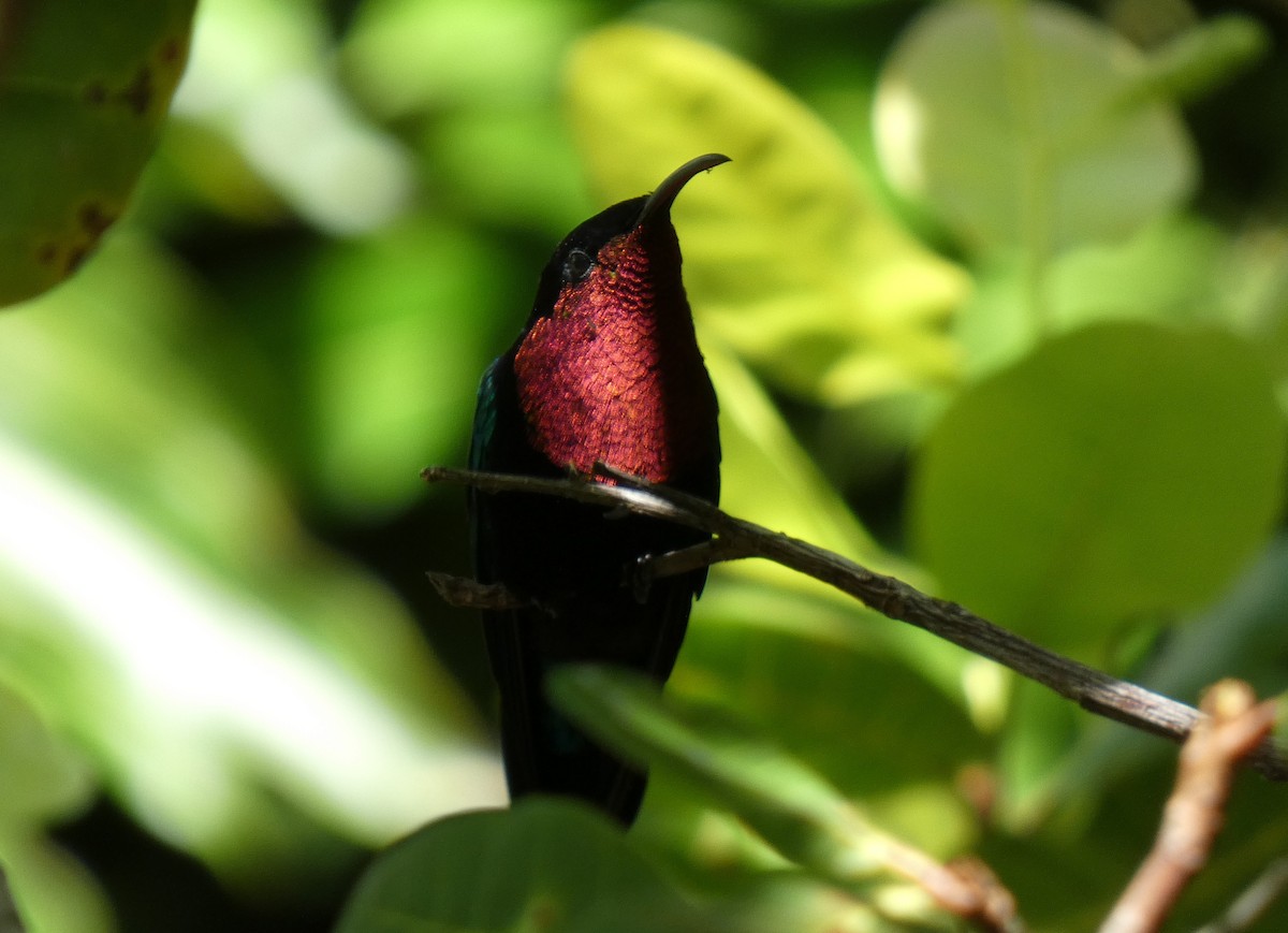 kolibřík nachovohrdlý - ML541087211