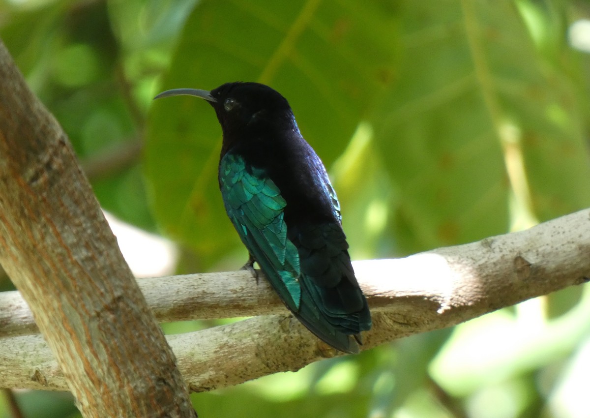 Purple-throated Carib - ML541087221