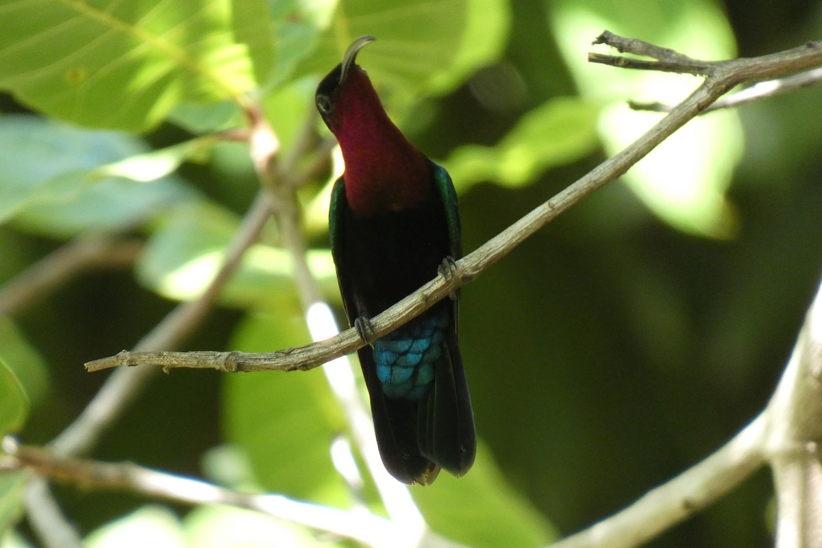 Purple-throated Carib - Pierre-Paul EVRARD