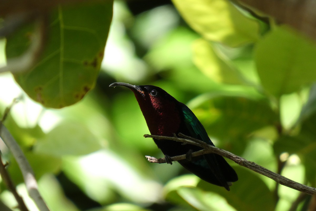 kolibřík nachovohrdlý - ML541087241
