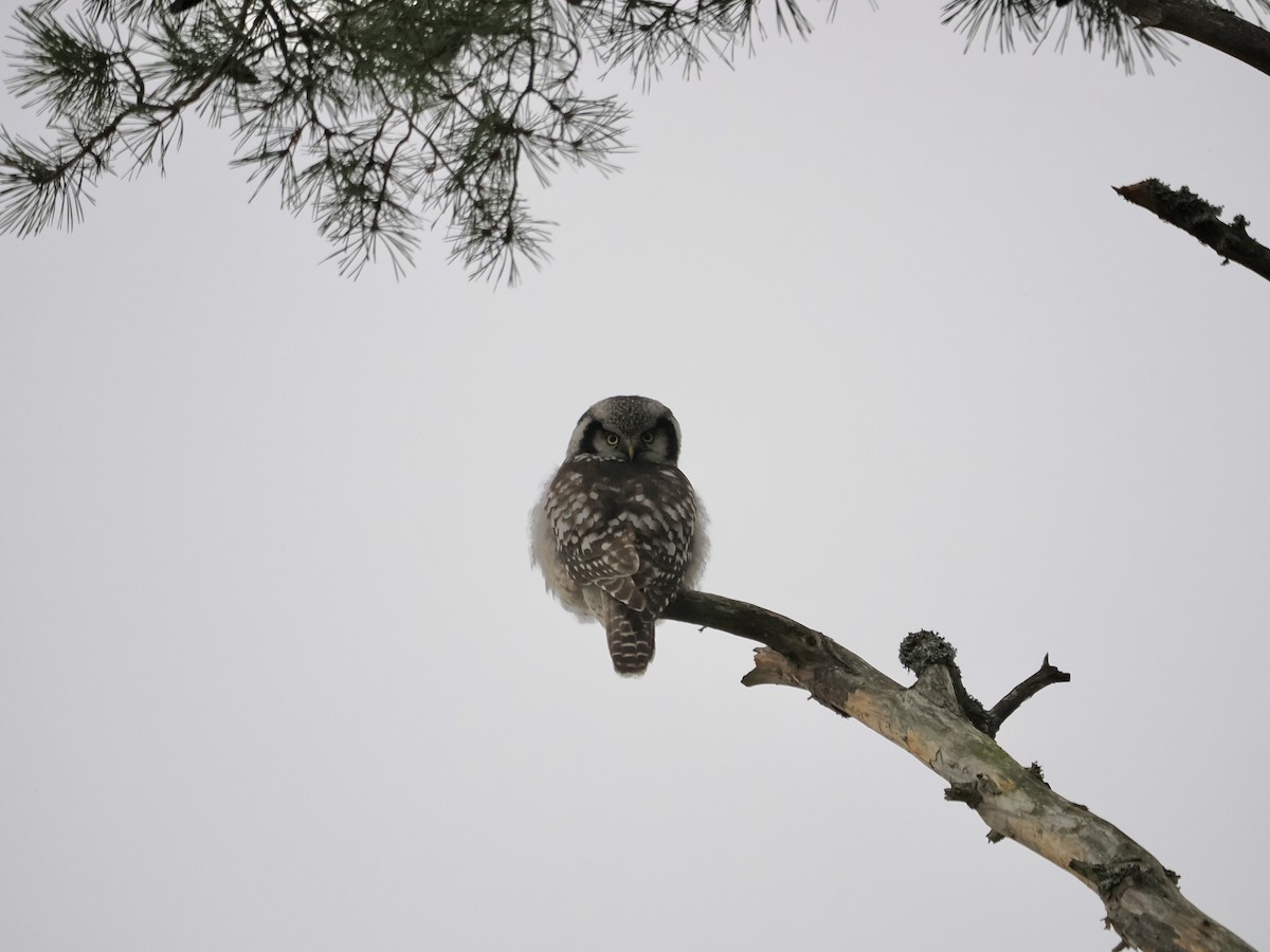Northern Hawk Owl - Shyamprasad Natarajan Raja