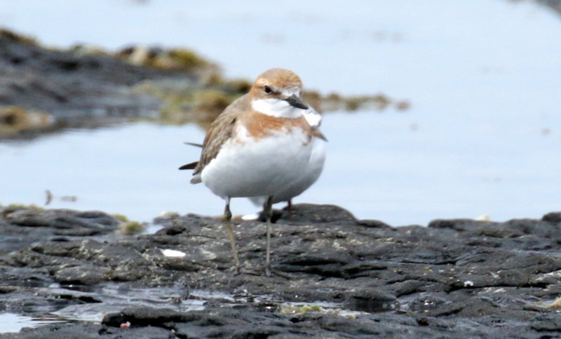 Greater Sand-Plover - ML541087671