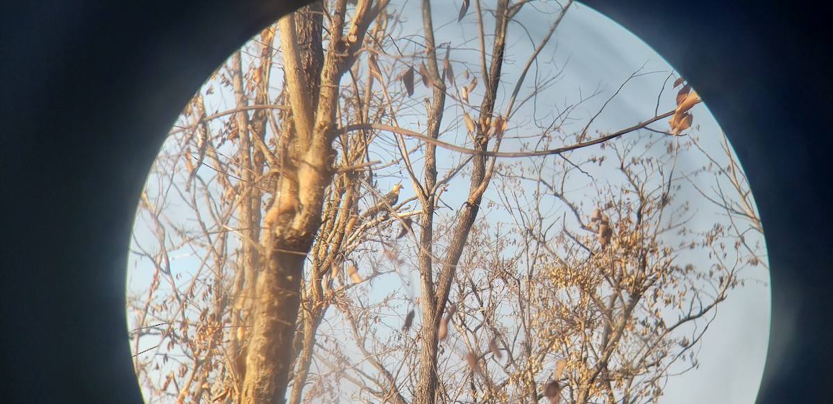 Oriental Honey-buzzard - Aubrey Alamshah