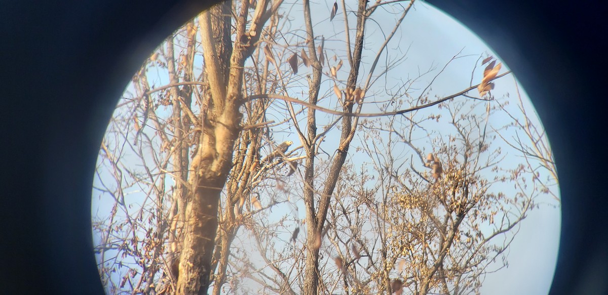 Oriental Honey-buzzard - ML541088231